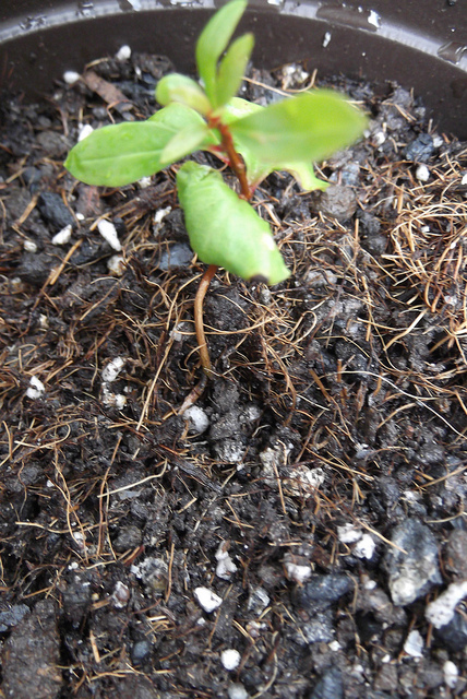 Growing Bonsai From Seed